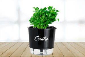 Vaso autoirrigável com coentro verde crescendo