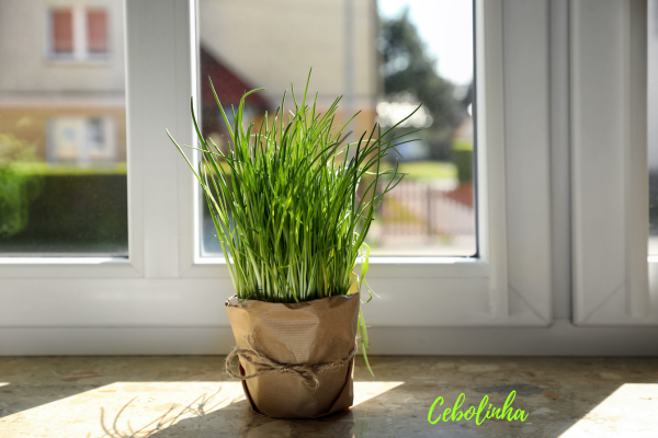 Cebolinha crescendo em vasos dentro de casa.