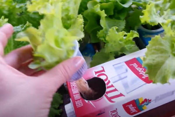 Mini horta feita com caixas de leite recicladas, contendo ervas aromáticas como manjericão, cebolinha e hortelã, organizada em uma varanda pequena e ensolarada