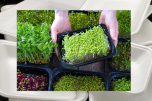 Microgreens brotando em bandeja de isopor reciclada