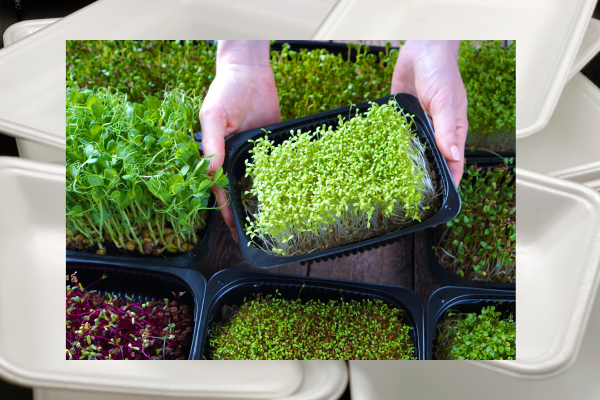 Microgreens brotando em bandeja de isopor reciclada